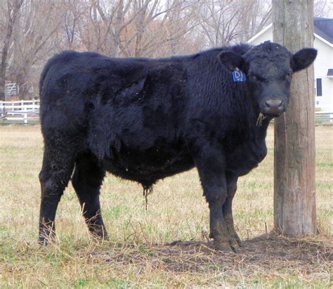 18 Registered Pap Tested Black Angus Bulls Utah