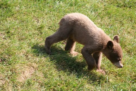 Bear cub Free Photo Download | FreeImages