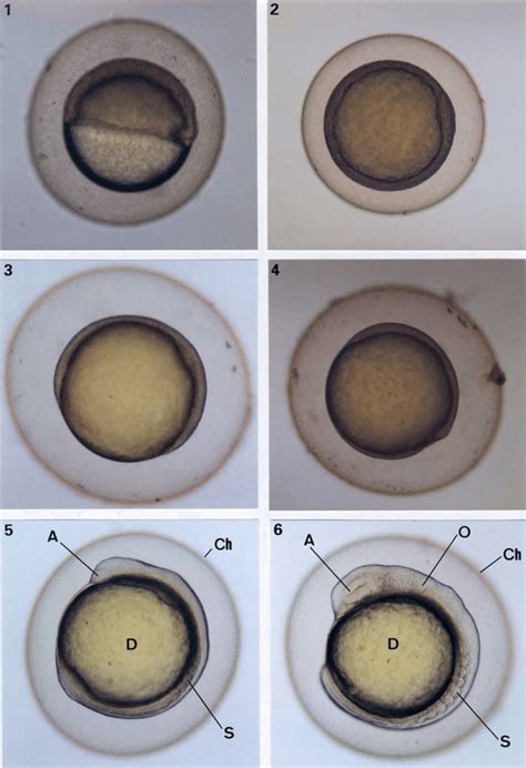 B Normal Development Of Zebrafish Danio Rerio Embryos Ii H