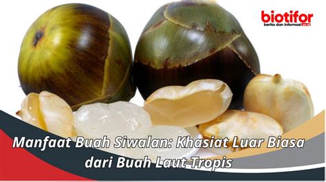 Manfaat Buah Siwalan Khasiat Luar Biasa Dari Buah Laut Tropis Biotifor