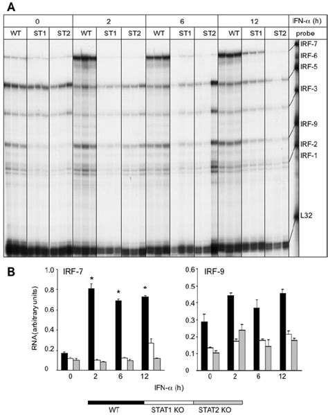 Effect Of Ifn On Irf Mrna Levels In Mixed Glial Cell Cultures A