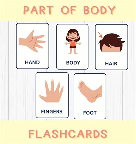 Body Parts Flashcards Printable, Montessori , Toddler Flashcards ...