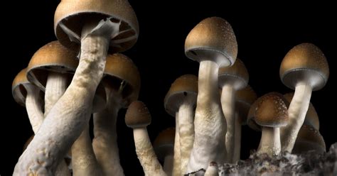 Psychedelic Mushrooms Are Officially The Worlds Safest Recreational Drug Maxim