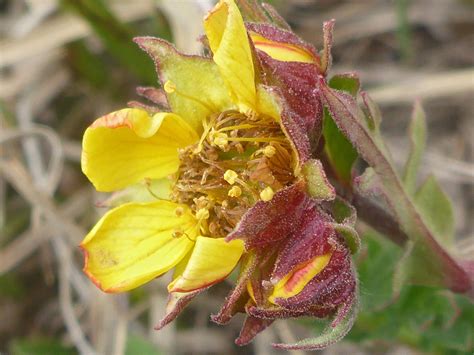 Red Sepals Photos Of Geum Rossii Rosaceae