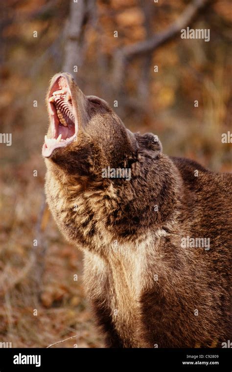 Brown Bear Roaring Showing Jaws And Teeth Captive Montana Winter Stock