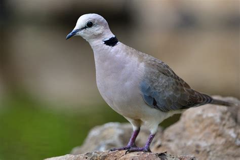 Cape Turtle Ring Necked Dove Holmen Birding Safaris