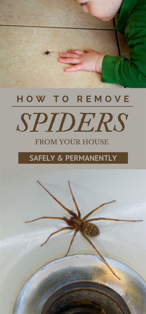 How To Remove Spiders From Your House Safely And Permanently Cleaning Insect