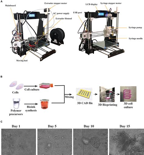 Frontiers A Custom Ultra Low Cost 3D Bioprinter Supports Cell Growth