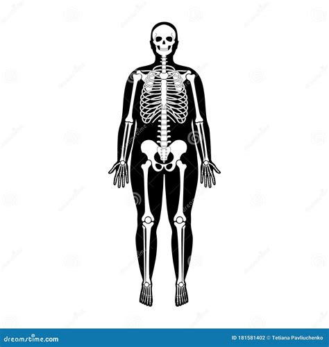 Anatomía Del Esqueleto Humano Ilustración del Vector Ilustración de