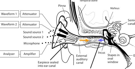 Oto Acoustic Emission System Download Scientific Diagram