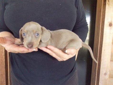 AKC Registered Female Isabella Miniature Dachshund Puppy A RARE COLOR