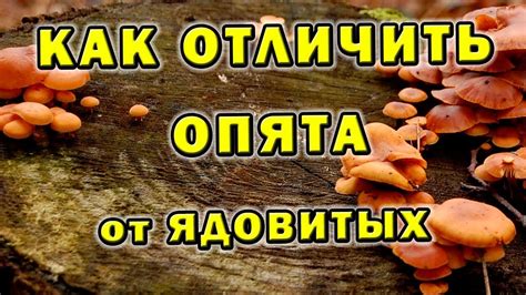 Как отличить опята ложные от настоящих Съедобный гриб YouTube