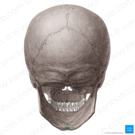 Mandibula Unterkiefer Anatomie Und Klinik Kenhub