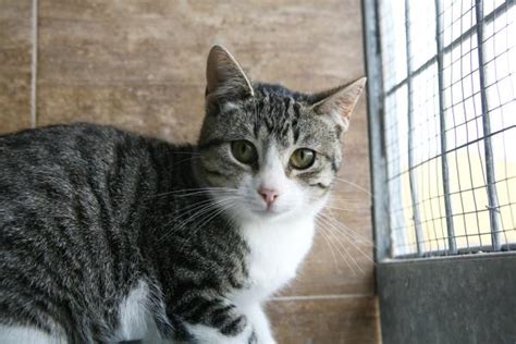 Maya Gato Adoptado En Orihuela Bamb Difunde