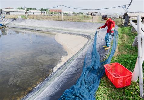 Biosekuriti Dalam Budidaya Udang Delos Aqua