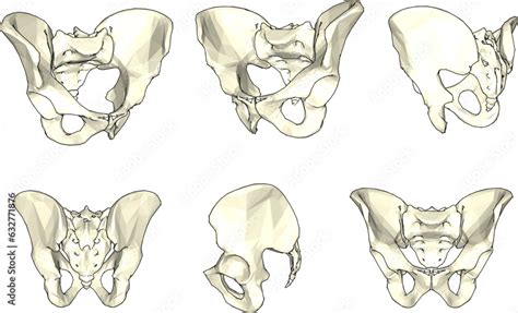 sketch vector illustration  collarbone props  school education