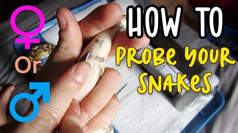 How To Probe Your Snakes Ball Python Breeding Most Reliable Way To