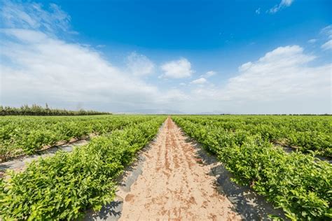 blueberry field landscape images stock   objects