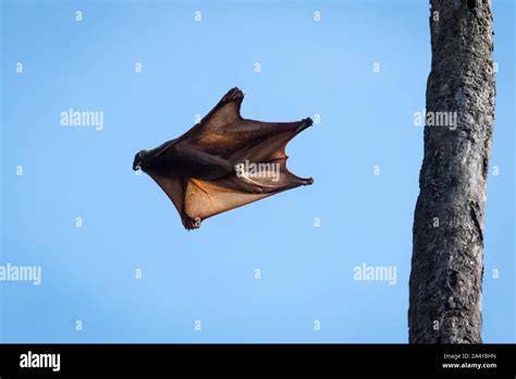Flying lemur or colugo galeopterus variegatus High Resolution Stock ...