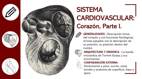 Coraz N Parte I Anatom A Al Detalle Banda Mioc Rdica Din Mica