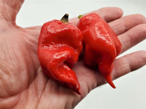 Scorpion Pepper