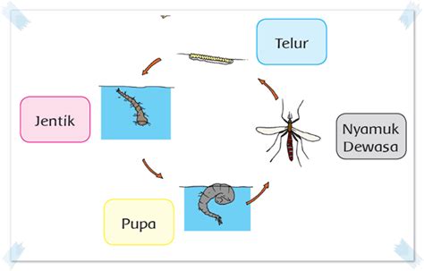31++ Gambar siklus hidup hewan nyamuk download | hewanku