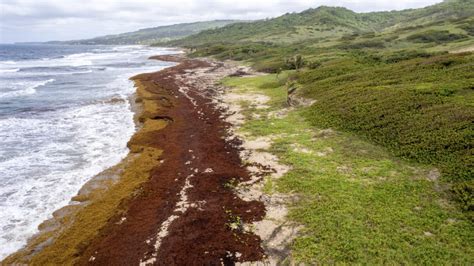 sargassum belt | PBS NewsHour