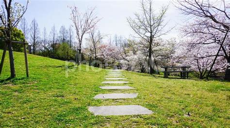 福岡県、駕与丁公園の桜 No 5183665｜写真素材なら「写真ac」無料（フリー）ダウンロードok