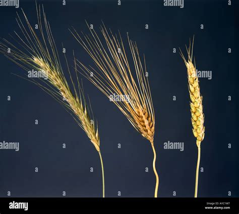 Comparing Grains Rye Barley Wheat Studio Stock Photo Alamy