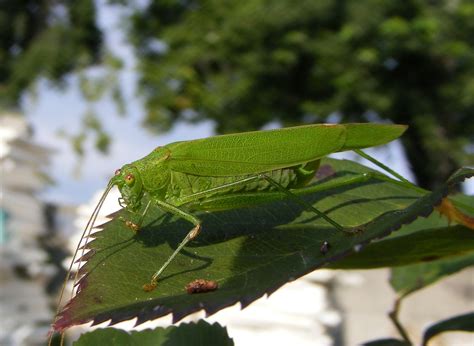 Cricket Nature Insect Free Photo On Pixabay