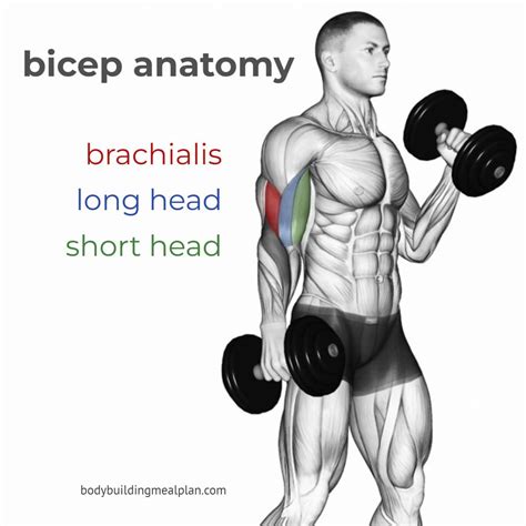 Anatomy for Short Head Bicep Exercises | Biceps workout, Biceps, Bicep muscle