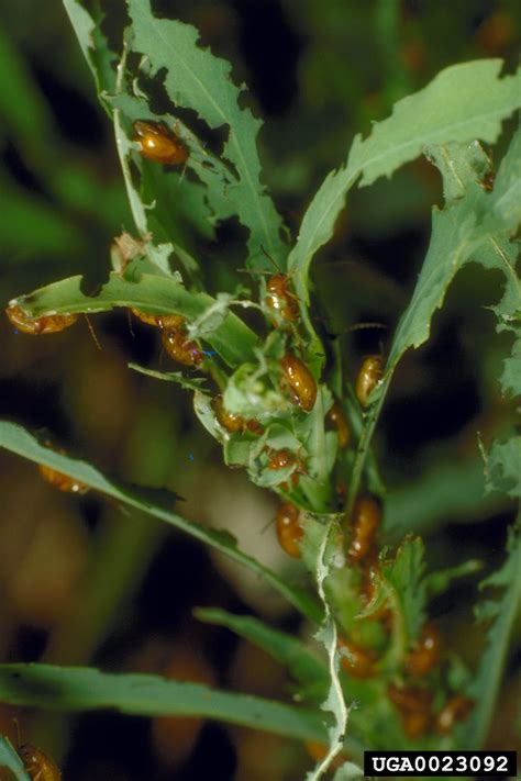 Copper Leafy Spurge Flea Beetle Aphthona Flava