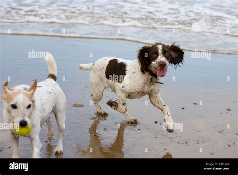 English Springer Spaniel And Jack Russell Terrier Running On Cromer