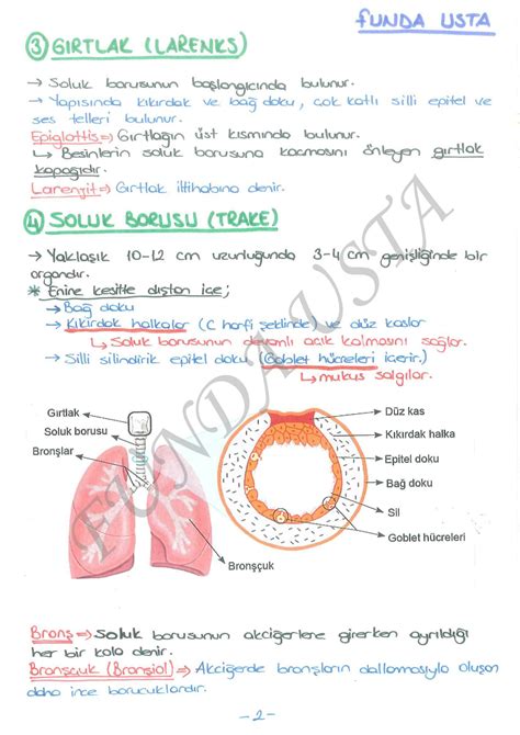 Solution Solunum Sistemi Studypool