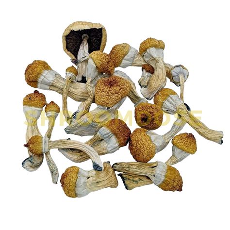 Penis Envy 6 Shrooms For Sale Texas Penis Envy Psilocybin Cubensis