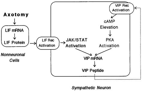 Hypothesized Mechanism Of Feedback Stimulation Of V I P Expression In