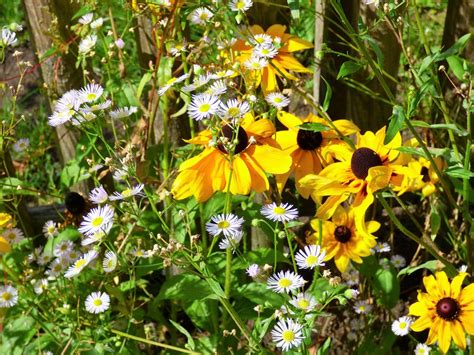 green withe flower  photo  pixabay