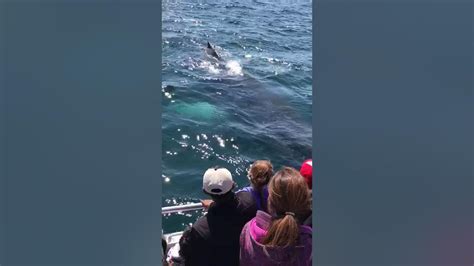 Brier Island Whale Watch In The Bay Of Fundy Digby Neck Nova Scotia