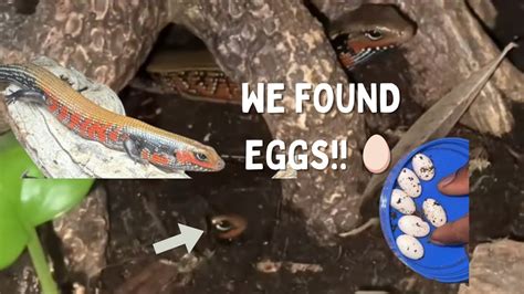 African Fire Skink Plus Surprise Eggs Youtube