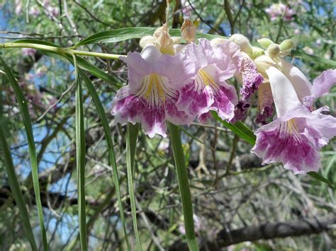 Flowers and leaves - photos of Chilopsis Linearis, Bignoniaceae