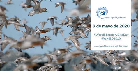 Día Mundial De Las Aves Migratorias 2020 Las Aves Conectan Nuestro