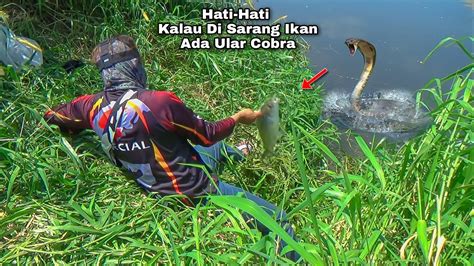 Awas Ular Kobra Di Sarang Ikan Bandeng Saya Bukan Panji Petualang