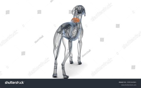 3d Rendering Anatomy Dog Trapezius Pars Stock Illustration 2395344961