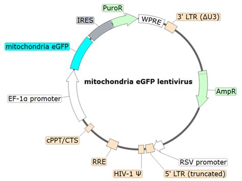 Mitochondrial Egfp Lentivirus