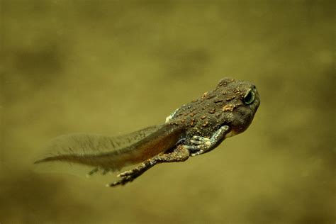 Eiko Jones Stock Western Toad Tadpole In Lake 2