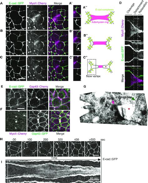 Cleavage At Junctions Requires Adhesion Disengagement A D Top Views