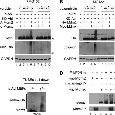 C Abl Kinase Activity Promotes Ubiquitination Of Mdmx A T Cells