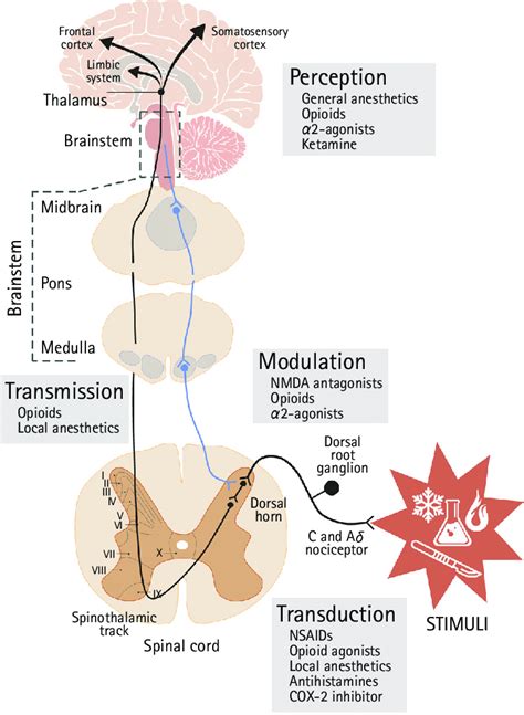 Simplified Illustration Of The General Pathway Of Nociception