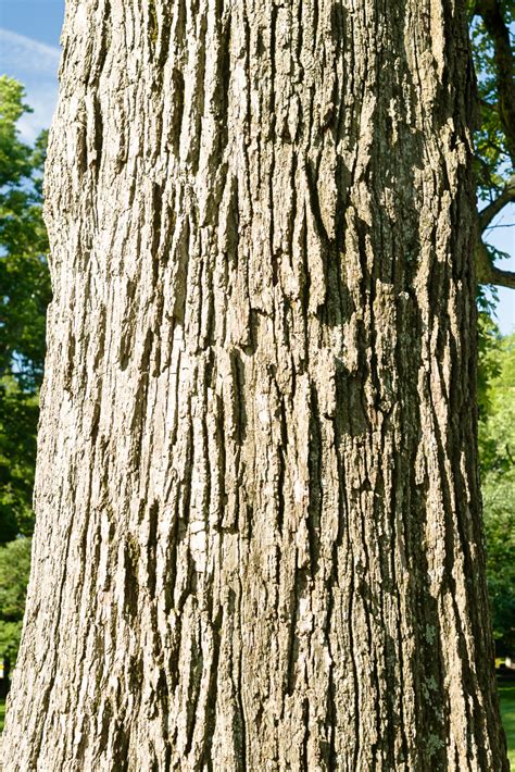 Bur Oak Quercus Macrocarpa Venerable Trees