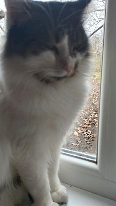 Pets react to their humans leaving the house super silly twitter thread ...